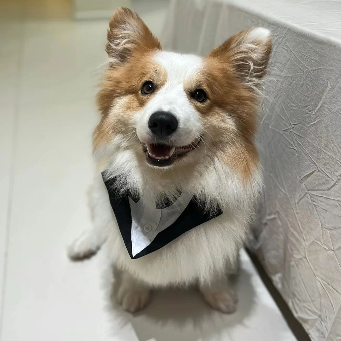 Suitsupply Wedding Tuxedo - Hundekleidung: Modischer Party-Anzug mit Krawatte und